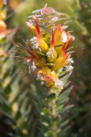 Image result for Lessertia pauciflora