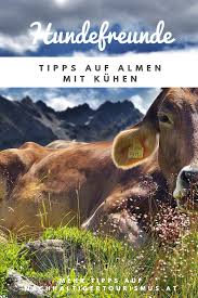 Richtiges Verhalten Mit Kuhen Beim Wandern Mit Hunden Nachhaltiger Tourismus Tourismus Wanderung