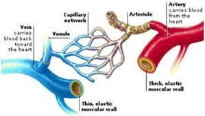 9 Difference Between Arteries Veins And Capillaries