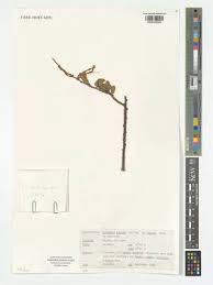 Image result for Agelanthus lugardii