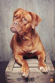 Bordeaux Mastiff French Mastiff Dogue De Bordeaux Mastiff Breeds Dog Photography Bordeaux Dog