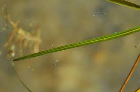 Image result for Potamogeton pusillus