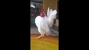 Serama Putih Youtube In 2020 Serama Bedroom Design Design