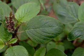 Image result for Amaranthus viridis