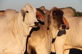 The mini size resembles brahmans with two notable twists: Home Texas Brahman Association Tba Tjba Brahman Cattle