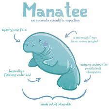 Cute Scientific Depiction Of The Manatee Manatee Manatee Art Animals