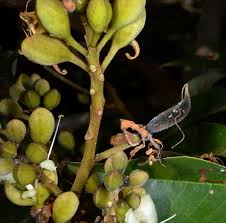 Image result for Anthonotha