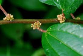 Image result for Pouzolzia parasitica