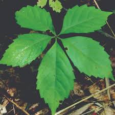 Image result for Parthenocissus quinquefolia