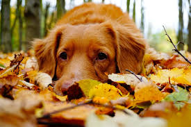 Wicklow nationwide postage ￼ paypal & revolut accepted facebook.com/dogsanddecor. Adorable Dog Themed Fall Home Decor Br Woof Republic