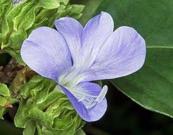 Image result for Barleria setosa