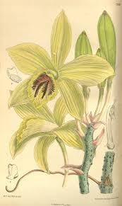 Image result for Vanilla polylepis