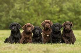 Labrador Retriever Puppies For Sale In Canada Bc Ontario Quebec Alberta 2022 Breeders List Pet Keen