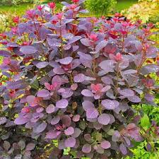 There are three basic leaf shapes, excluding those of conifers: 15 Unique Plants With Burgundy Leaves Showstoppers Pretty Purple Door