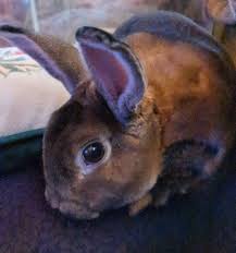 Happy Sunday from my rowdy Minnie Boy 🐇💜