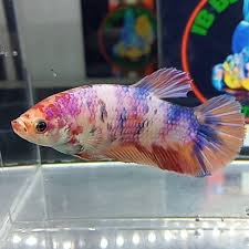 Jual ikan cupang giant grizli grosir di lapak sayanganak. Ikan Cupang Female Giant Nemo Multicolour Top Grade Bo 5cm Shopee Indonesia