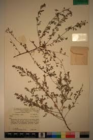 Image result for Indigofera pulchra