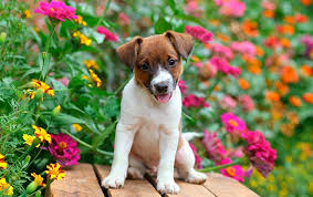 Cute cats and dogs cute dogs and puppies doggies beautiful dogs animals beautiful cute baby animals animals and pets cute dog pictures majestic animals. Beautiful Flowers And Cute Puppies Are Plants Toxic To Dogs