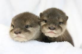 8 reasons why doctors recommend waiting before bathing a newborn. Omg Two Of The New Baby Otters At Six Flags Click Thru For More Pics Baby Otters Otters Cute Otters