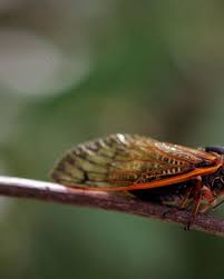 The word cicada is latin, meaning tree cricket. cicada meaning in english, cicada definitions, synonyms of cicada, definition of cicada, cicada translate in english, primary meanings of. For Cicadas And A Researcher Who Studies Them It S All About Sex Mpr News