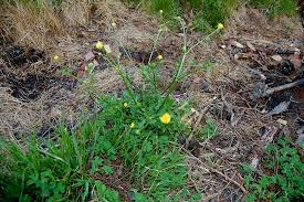 Image result for Ranunculus multifidus