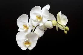 Free Image On Pixabay Orchid Flower Blossom Bloom Bud In 2020 Orchid Wallpaper Flowers Orchids