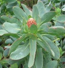 Image result for Protea welwitschii × angolensis