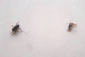 Unlike other crickets, they do not have wings as adults. Camel Crickets From Brazil What S That Bug
