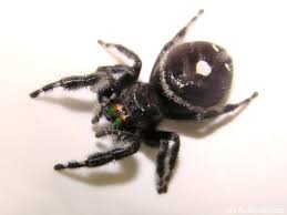 Image result for bold jumping spider