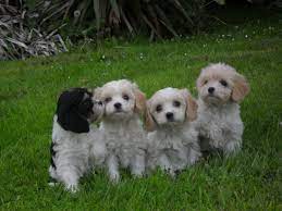 Cavachon Puppies For Sale Sacramento Ca Cavachon Puppies Cavachon Cavachon Dog