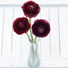 Image result for Ranunculus