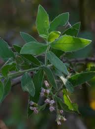 Image result for Pluchea dioscoridis