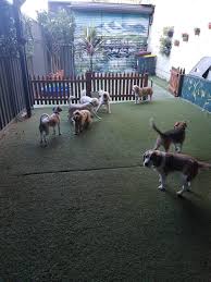 Professional pet sitter near me. Dog Boarding Kennels Near Me Spoilt Rotten Dogs
