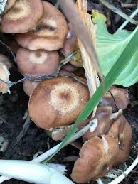 Image result for site:byggahus.se svamp