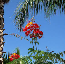 Bird Of Paradise Bush Arizona Desert Bird Of Paradise Southern Arizona Usa Desert Plants Desert Flowers Desert Landscaping