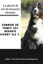 Bouvier Bernois (Lebouvierbernois) - Profil | Pinterest