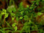 Image result for Erythrococca zambesiaca