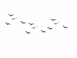 Spirits Bird Silhouette Flying Bird Silhouette Fly Drawing