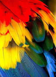Bird With Yellow Beak And Black And White Feathers Colorfull Scarlet Macaw S Feather Beautiful Birds Macaw Feathers Color Me
