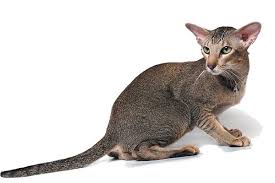 A Cat With His Tail Down Cat Tail Language Cat Tail Cats