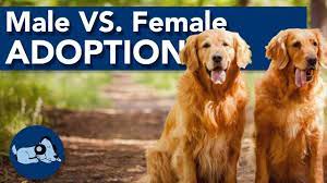 Male Or Female Labradoodles Read This Before Buying Lover Doodles