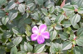 Image result for Dissotis alata