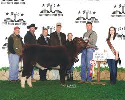 4j Family Cattle Fullblood Maine Anjou