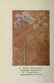 Image result for Neojeffreya