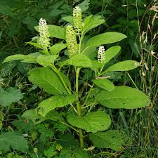 Image result for Phytolaccaceae