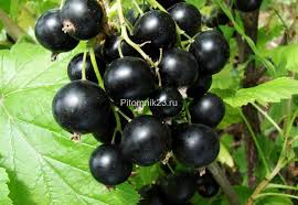 Maybe you would like to learn more about one of these? Sazhency Smorodiny Batka Minaj V Krasnodare Ot Natali Garden Smorodina Kupit S Dostavkoj Po Rf Pitomnik Rastenij I Sadovyj Centr Krasnodar Nataligarden Ru