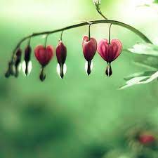 Bleeding Heart Flower Heart Bleeding Hearts Bleeding Heart