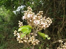 Image result for Julbernardia