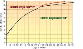 Sheltie Size Shelties Growth Chart Sheltie Diagram