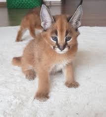 Vaccinations the kitten will be vaccinated due to the age only when pet is in excellent health. Caracal Kittens For Sale Serval Kittens For Sale Caracat Kittens For Sale Classified Ads Postadverts